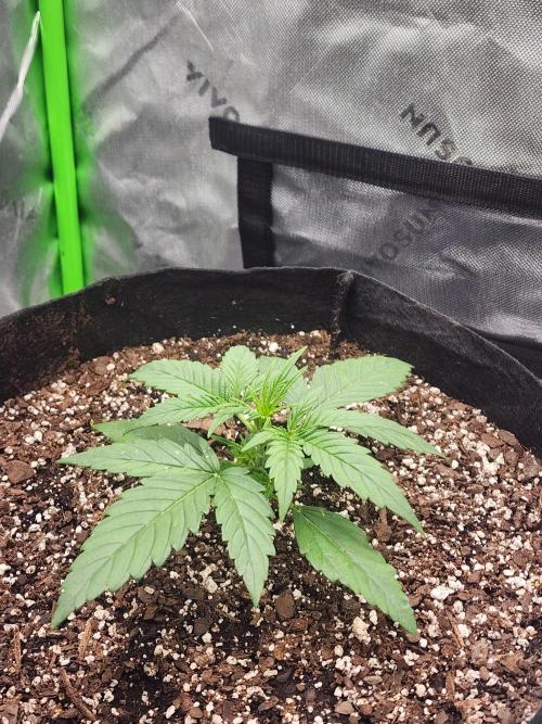 Pink Runtz Auto RQS. Week 3
