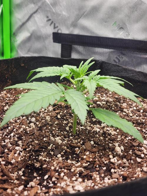 Pink Runtz Auto RQS. Week 3