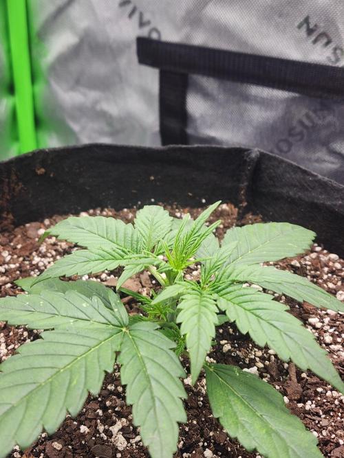 Pink Runtz Auto RQS. Week 3