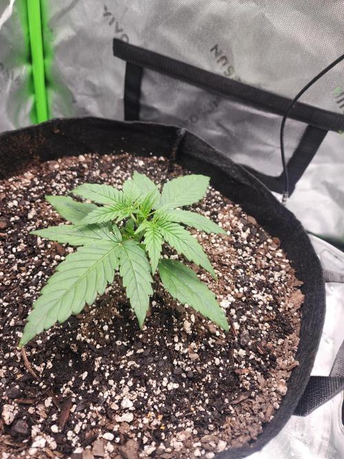 Pink Runtz Auto RQS. Week 3