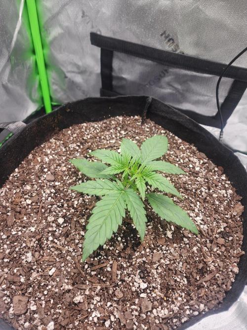 Pink Runtz Auto RQS. Week 3