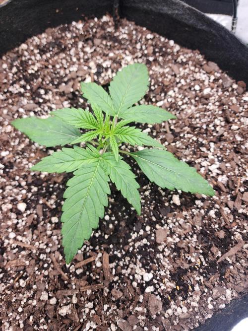 Pink Runtz Auto RQS. Week 3