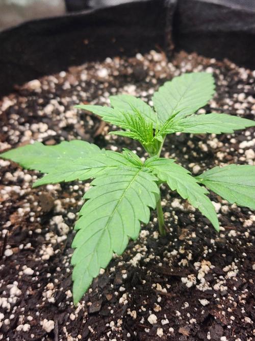 Pink Runtz Auto RQS. Week 3