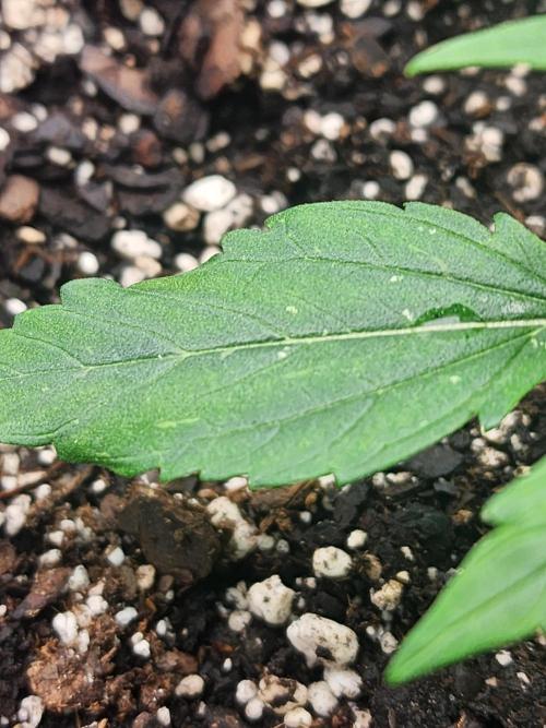 Pink Runtz Auto RQS. Week 3