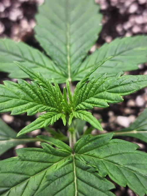 Pink Runtz Auto RQS. Week 3