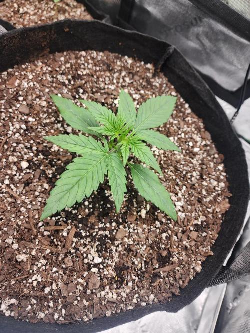 Pink Runtz Auto RQS. Week 3