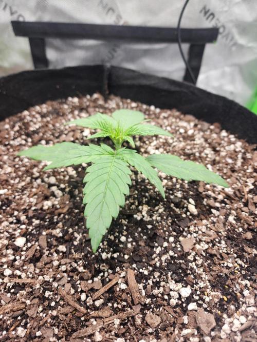 Pink Runtz Auto RQS. Week 3