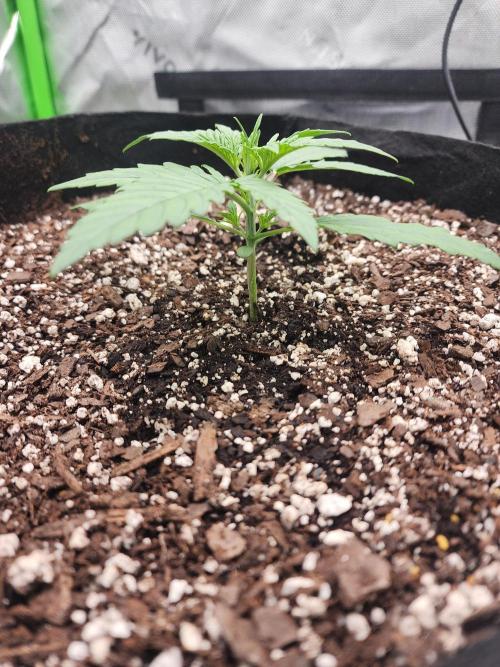 Pink Runtz Auto RQS. Week 3