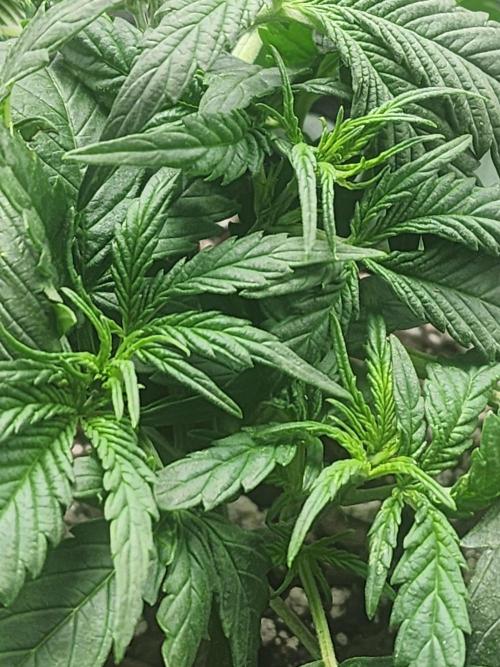 Pink Runtz Auto RQS. Week 4