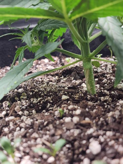 Pink Runtz Auto RQS. Week 4