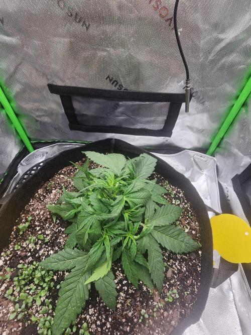Pink Runtz Auto RQS. Week 4