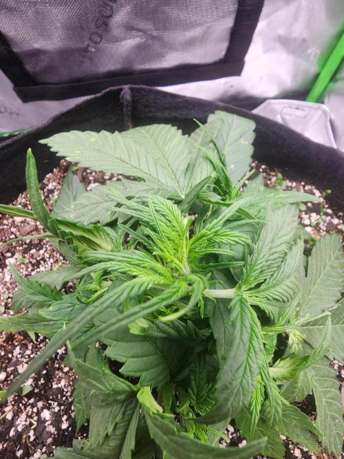 Pink Runtz Auto RQS. Week 4