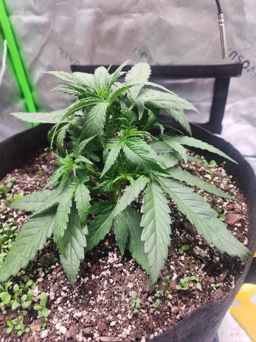 Pink Runtz Auto RQS. Week 4