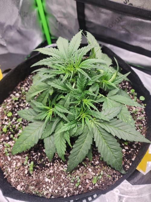 Pink Runtz Auto RQS. Week 4