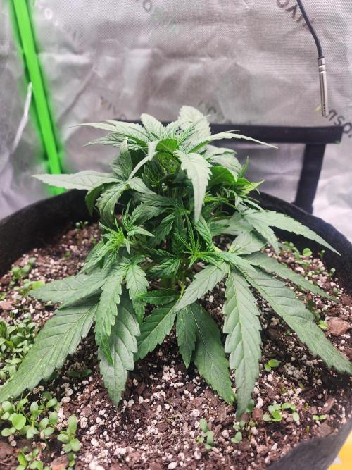 Pink Runtz Auto RQS. Week 4