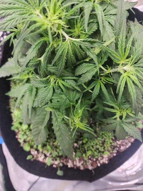 Pink Runtz Auto RQS. Week 4