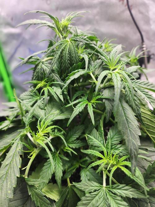 Pink Runtz Auto RQS. Week 4