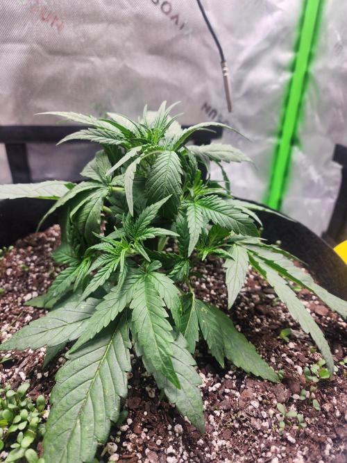 Pink Runtz Auto RQS. Week 4