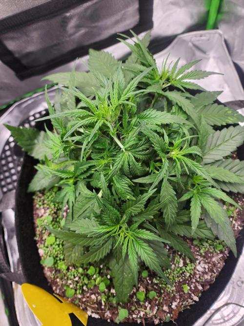 Pink Runtz Auto RQS. Week 4