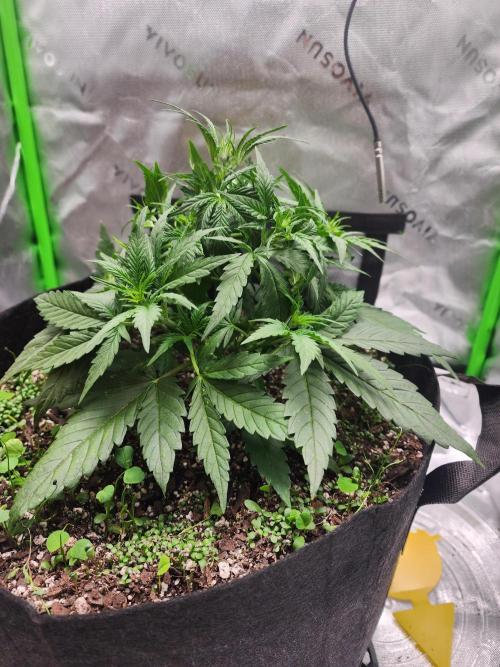 Pink Runtz Auto RQS. Week 4