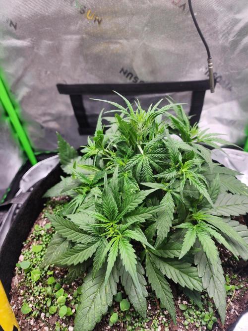 Pink Runtz Auto RQS. Week 4