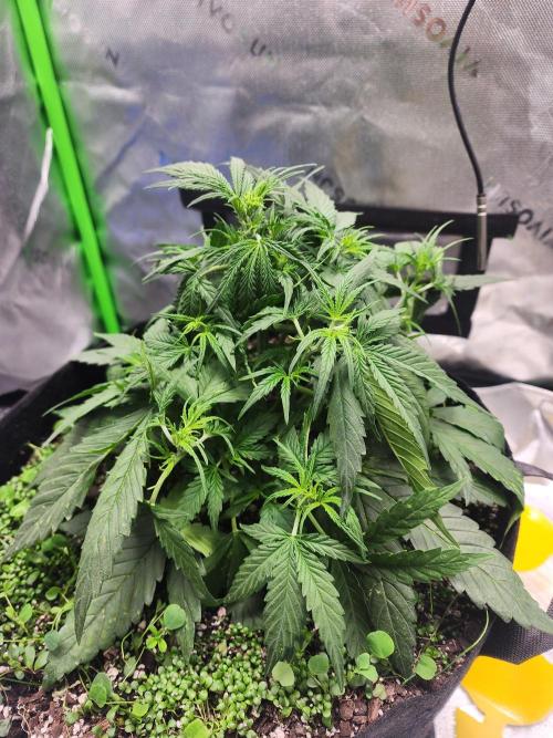 Pink Runtz Auto RQS. Week 4