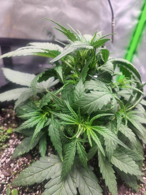 Pink Runtz Auto RQS. Week 4