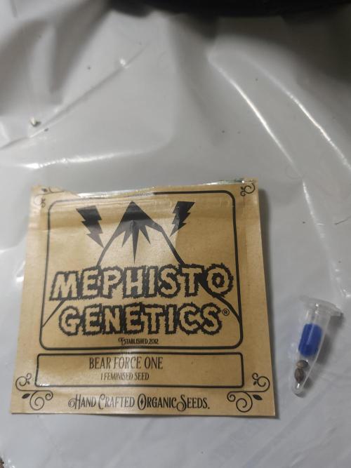 Mephisto 1-Gallon Challenge. Week 0 - Bear Force One grows next to its offspring, Top Squanch, so we get a parent-vs-child look.