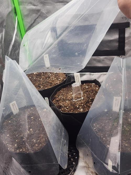 Mephisto 1-Gallon Challenge. Week 0 - My kind of pyramid scheme. 