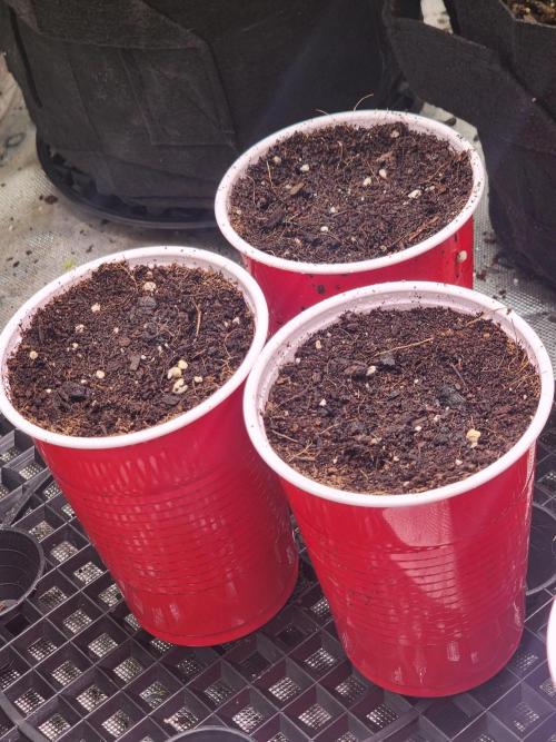 Solo Cup STUDy: Bubba's Breath Stud Hunt. Week 0 - Popped 3 of the 6 Bubba's Breath seeds. 1 per 18 oz cup.