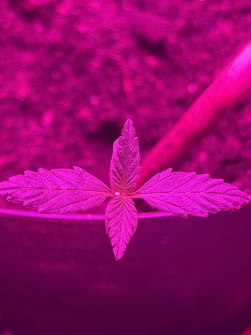 Starting journey. Week 2