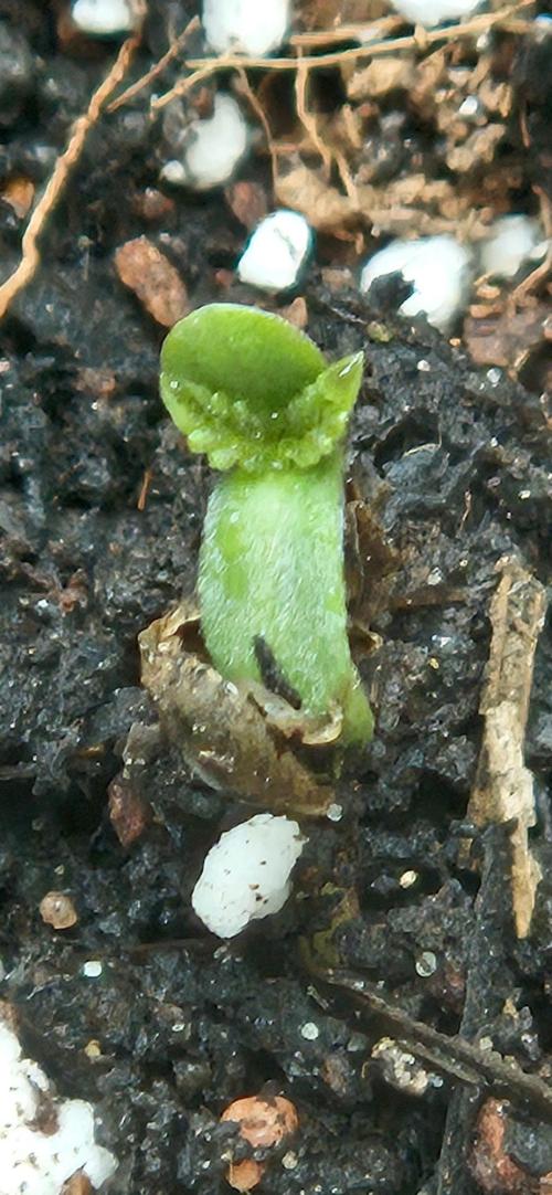 gorilla cookies auto Fast buds. Week 0 - day 1 soil plug in coco mix to help seed at start for 1 or 2 weeks 
