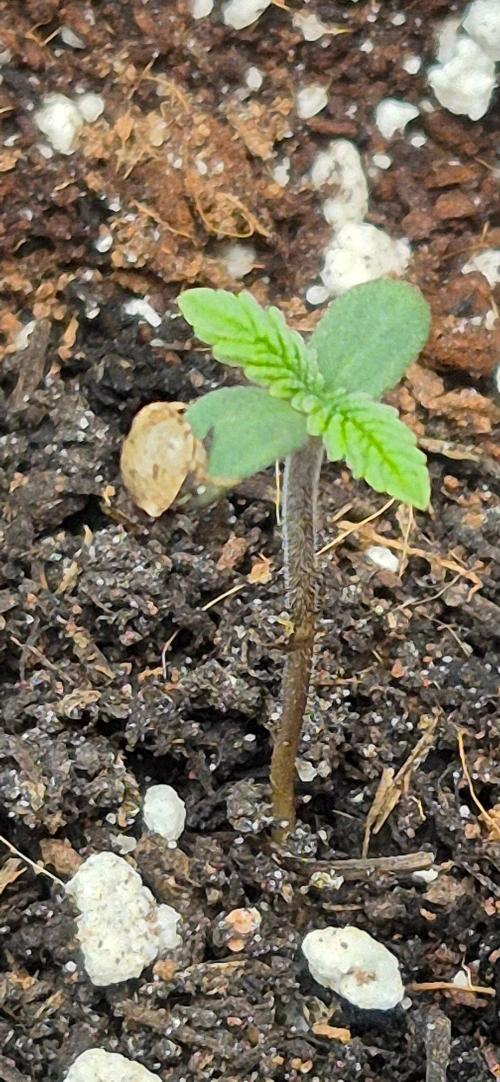 gorilla cookies auto Fast buds. Week 0 - day 3