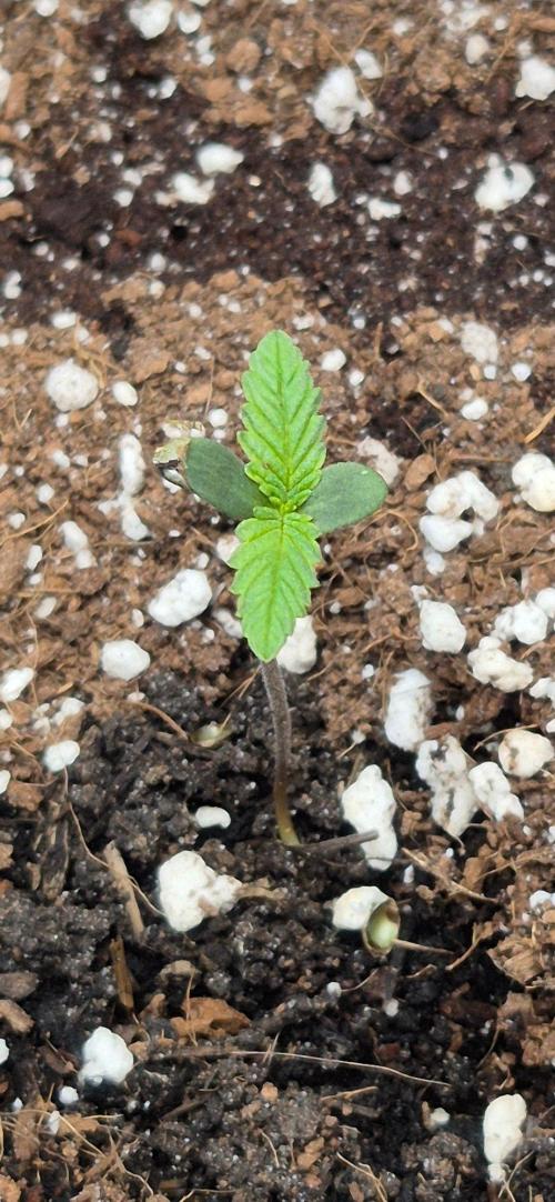 gorilla cookies auto Fast buds. Week 0 - day 4