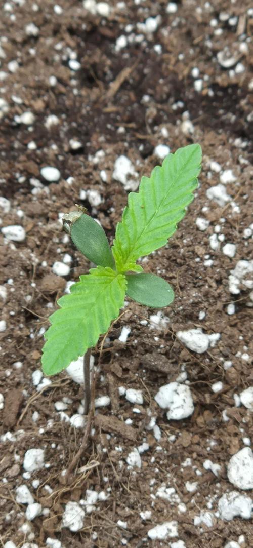 gorilla cookies auto Fast buds. Week 0 - day 6