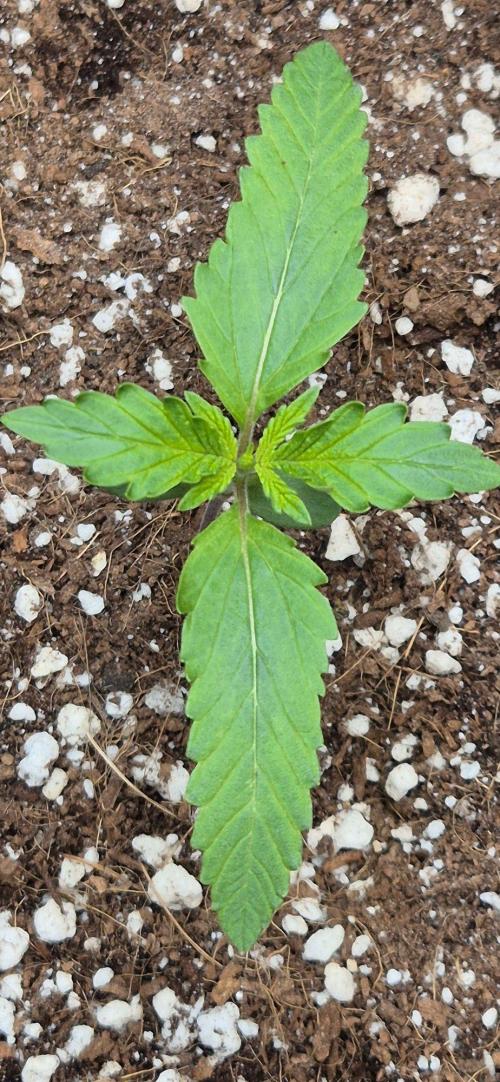 gorilla cookies auto Fast buds. Week 2 - day 9