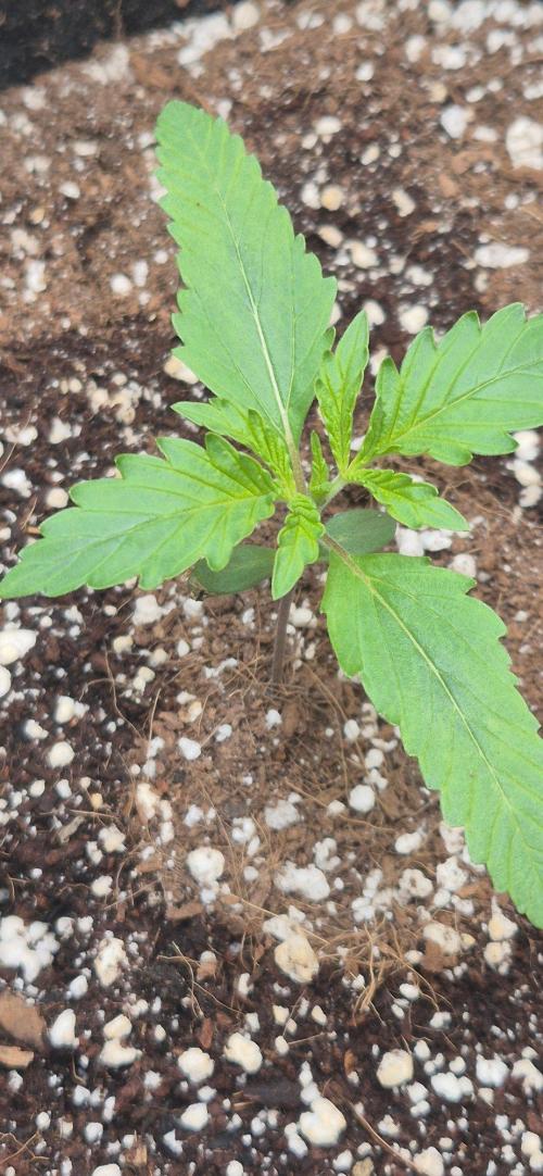 gorilla cookies auto Fast buds. Week 2 - day 10