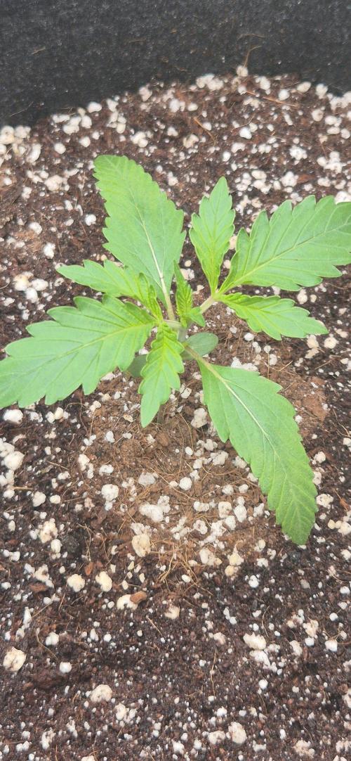 gorilla cookies auto Fast buds. Week 2 - day 11