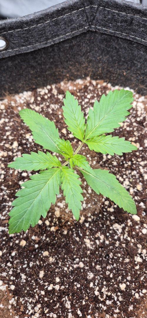 gorilla cookies auto Fast buds. Week 2 - day 12
