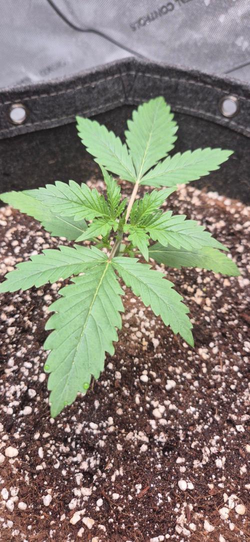 gorilla cookies auto Fast buds. Week 2 - day 13