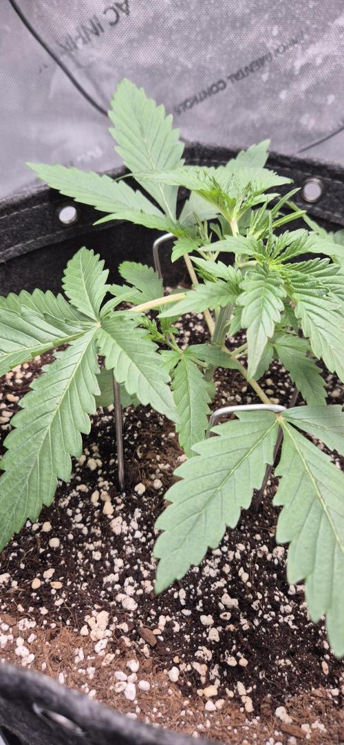 gorilla cookies auto Fast buds. Week 3 - Starting low stress training