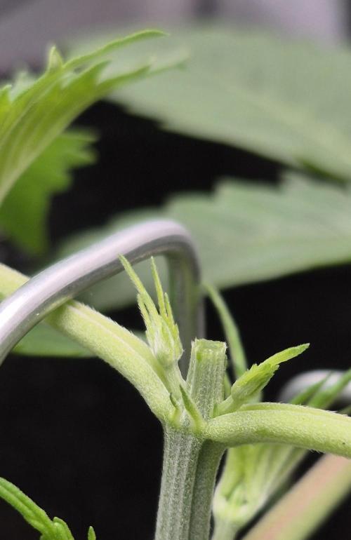 gorilla cookies auto Fast buds. Week 3 - day 18 close up topped