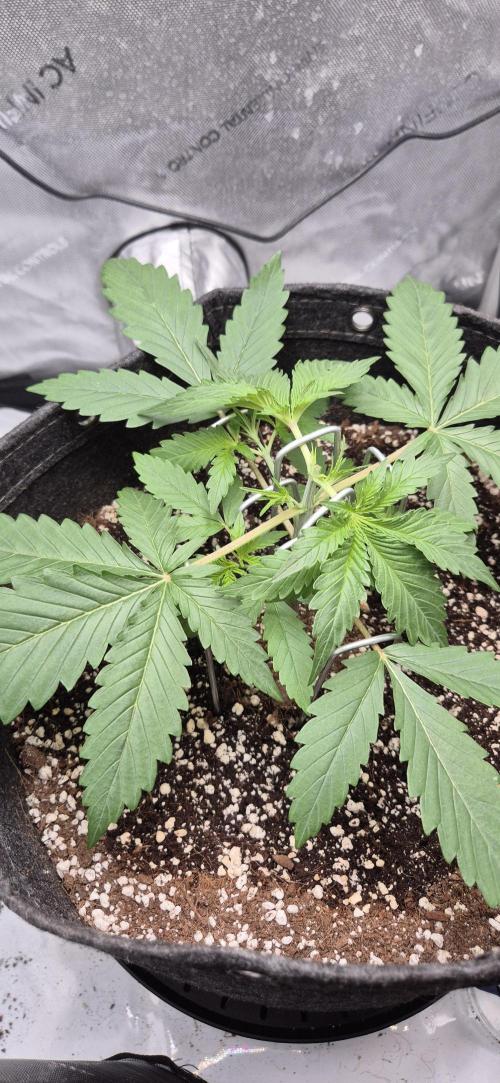 gorilla cookies auto Fast buds. Week 3 - day 18 still looking absolutely great