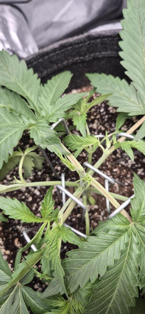 gorilla cookies auto Fast buds. Week 3 - top view day 20