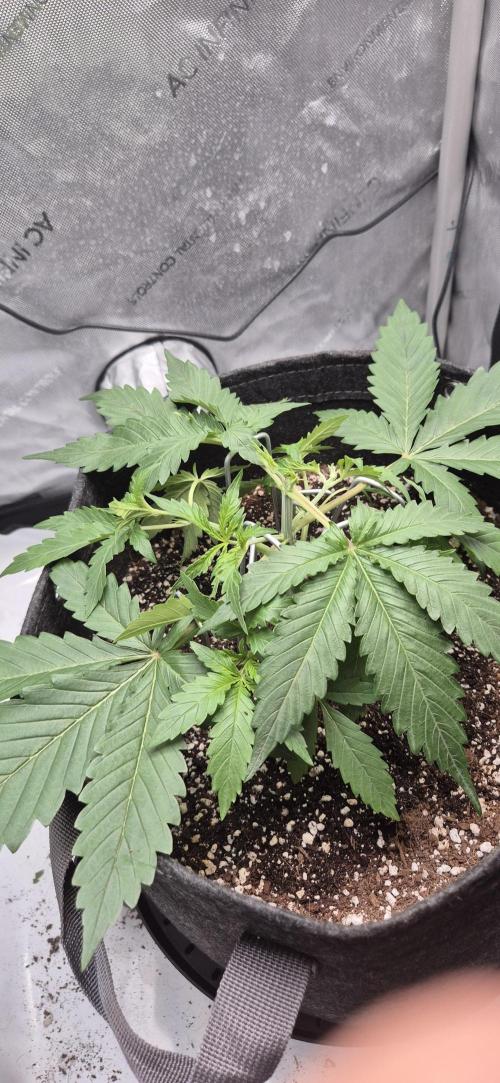 gorilla cookies auto Fast buds. Week 3 - day 20 grew abit more so i did some very light defoliation.