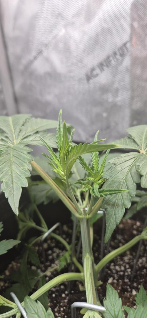 gorilla cookies auto Fast buds. Week 4 - they are growing very quick