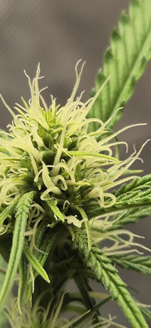 gorilla cookies auto Fast buds. Week 7 - early bud site 