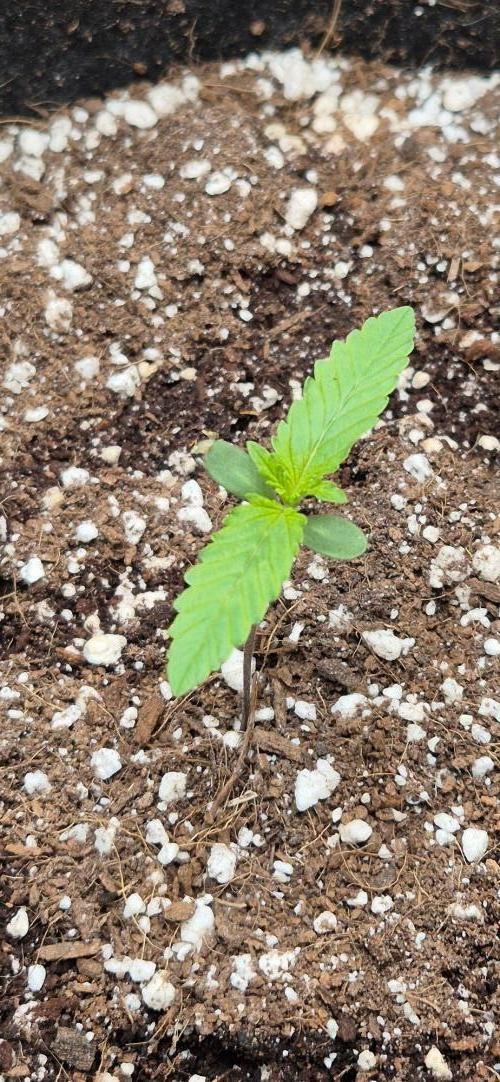 gorilla cookies auto Fast buds. Week 2 - day 7 start tripart 0.5ml