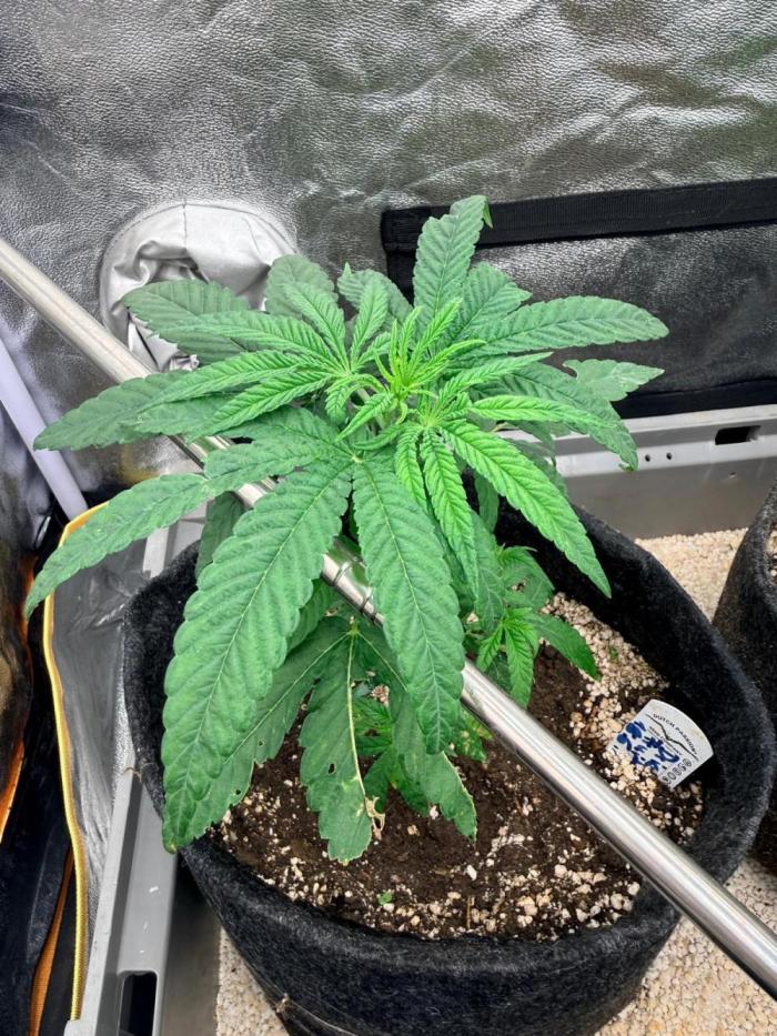 Dried Fruit in 8 Liter - own earth used. Week 5 - Snails got it outdoor