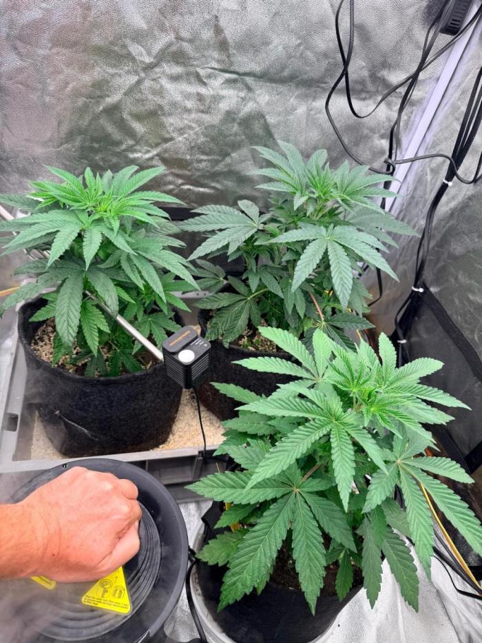 Dried Fruit in 8 Liter - own earth used. Week 6 - Dried Fruit on the left side
